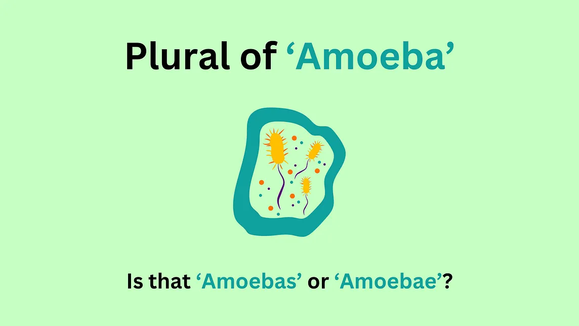 What is the Plural of Amoeba? Picking the Right Plural