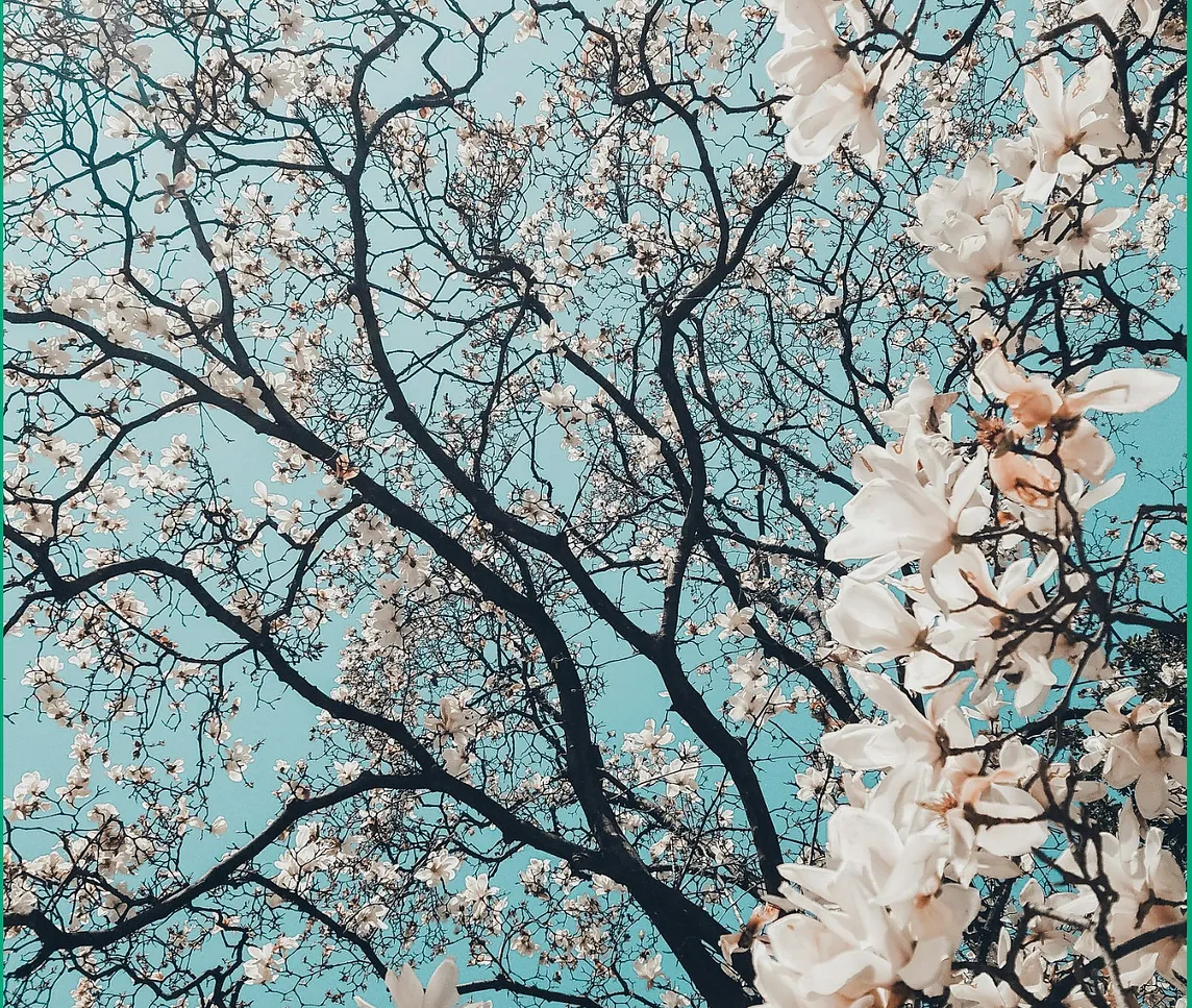 Image of cherry blossom branches from below.