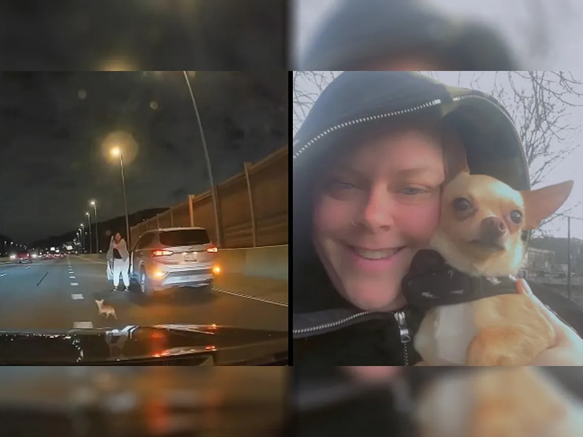 Chihuahua Runs Through Fast Cars on Expressway — Chihuacorner.com