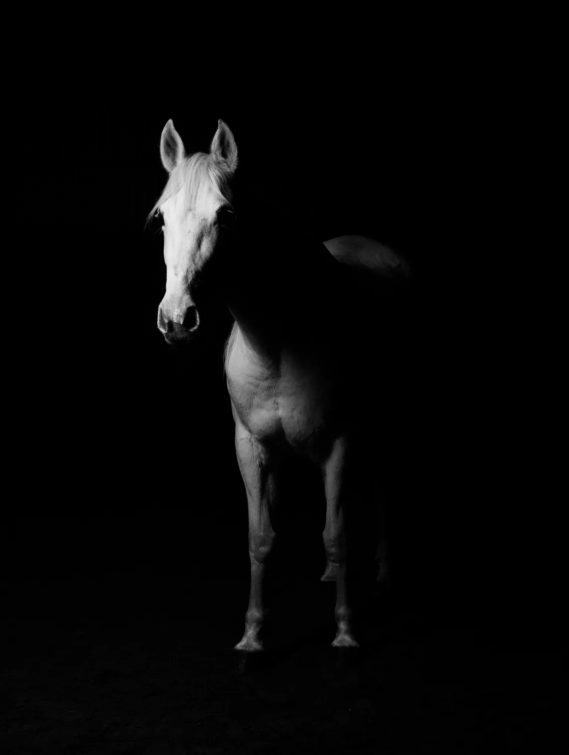 A white horse stands in the shadow.