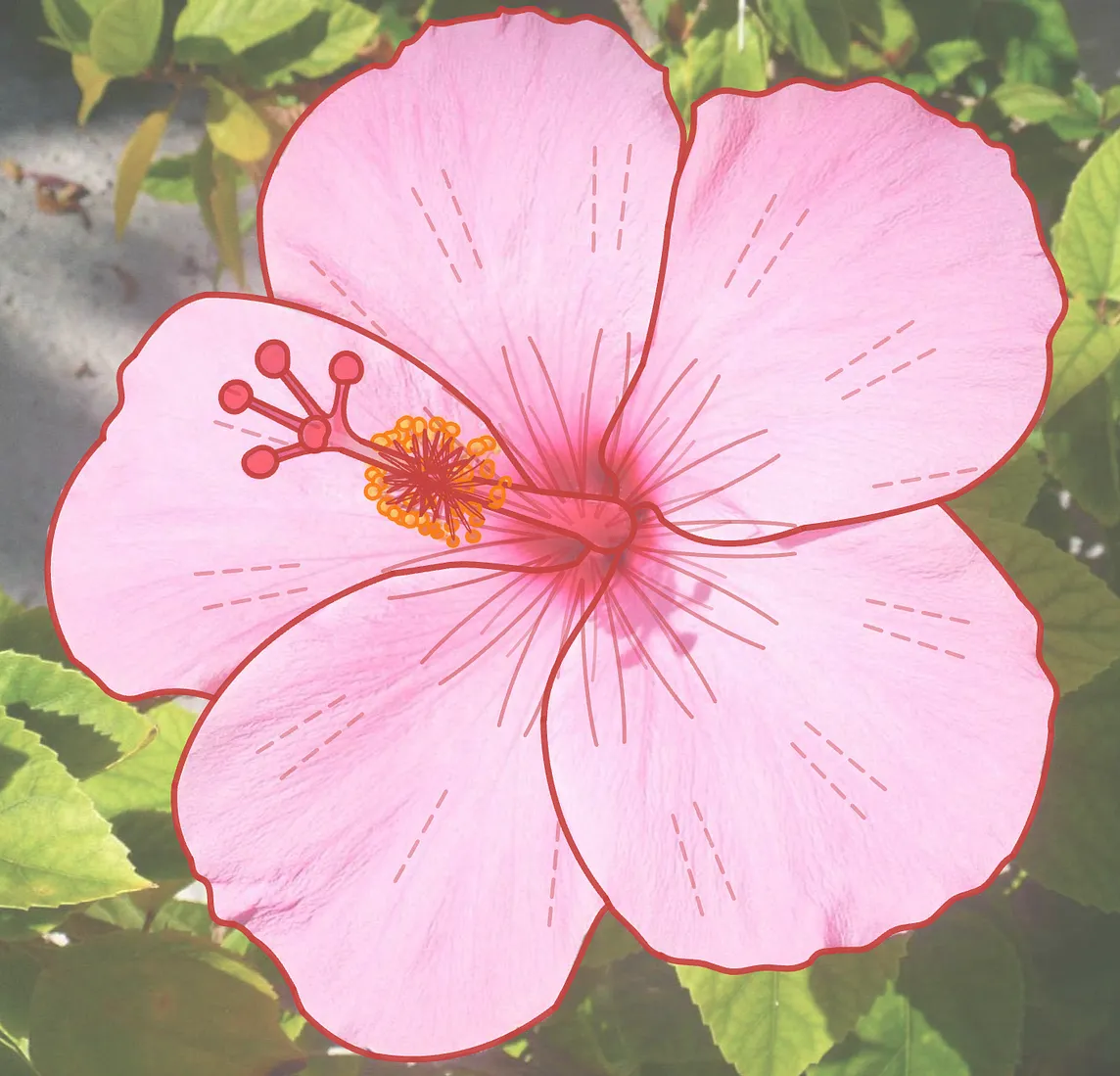 A Blooming Hibiscus in Polar Equations 🌺