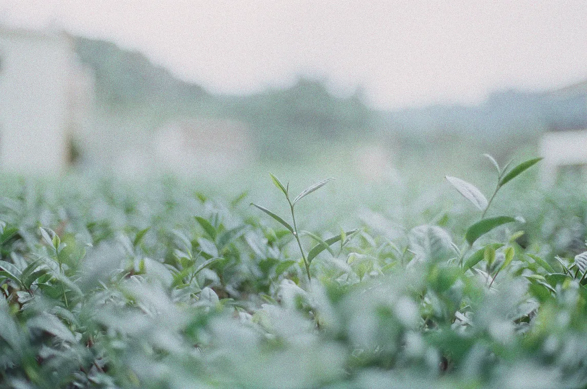 The lesson of Tea making, Let Time Ferment