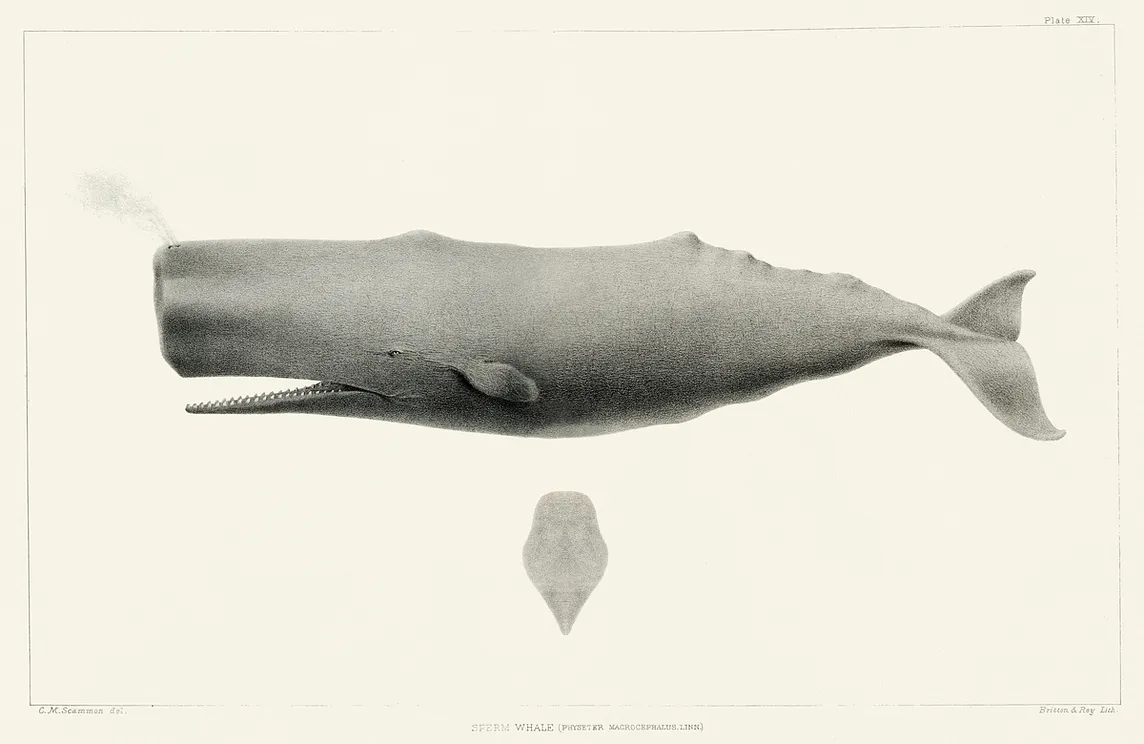 Whale / Whole