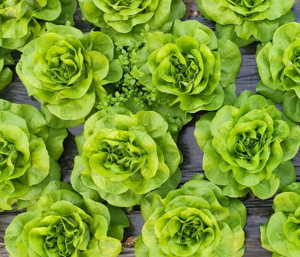 Top-down view of heads of lettuce sitting on a wood background.