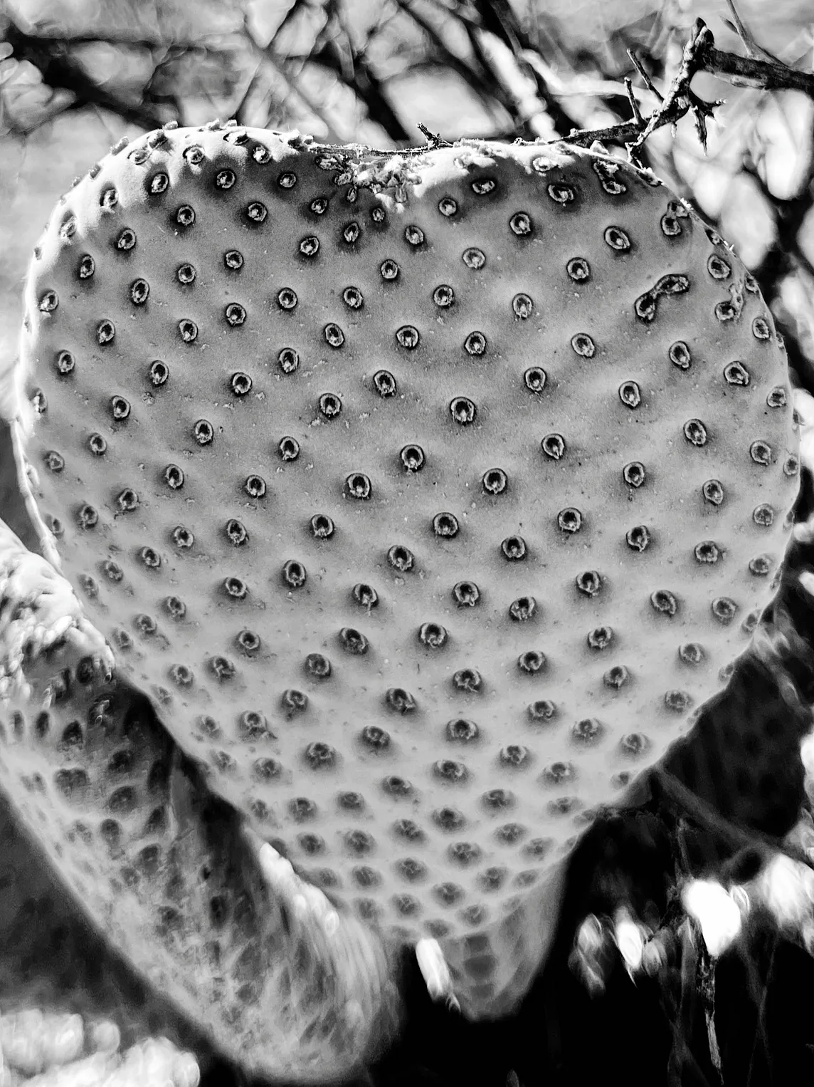 Heart cactus