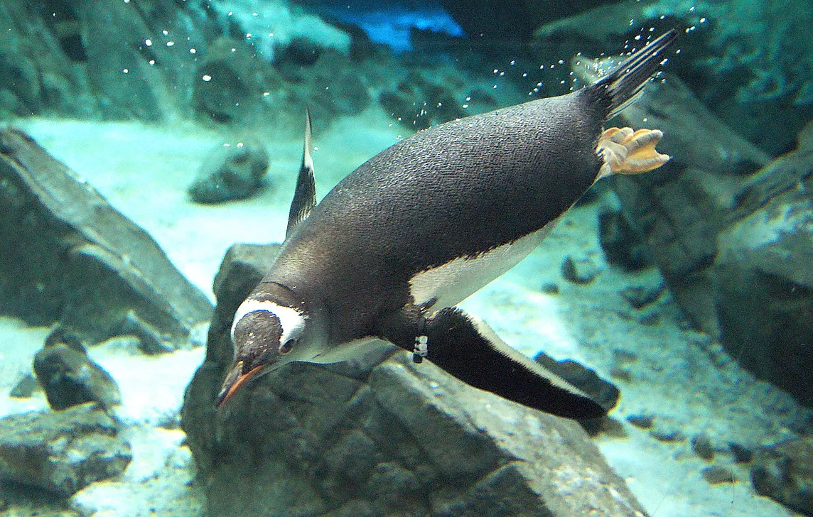 Gentoo Penguin