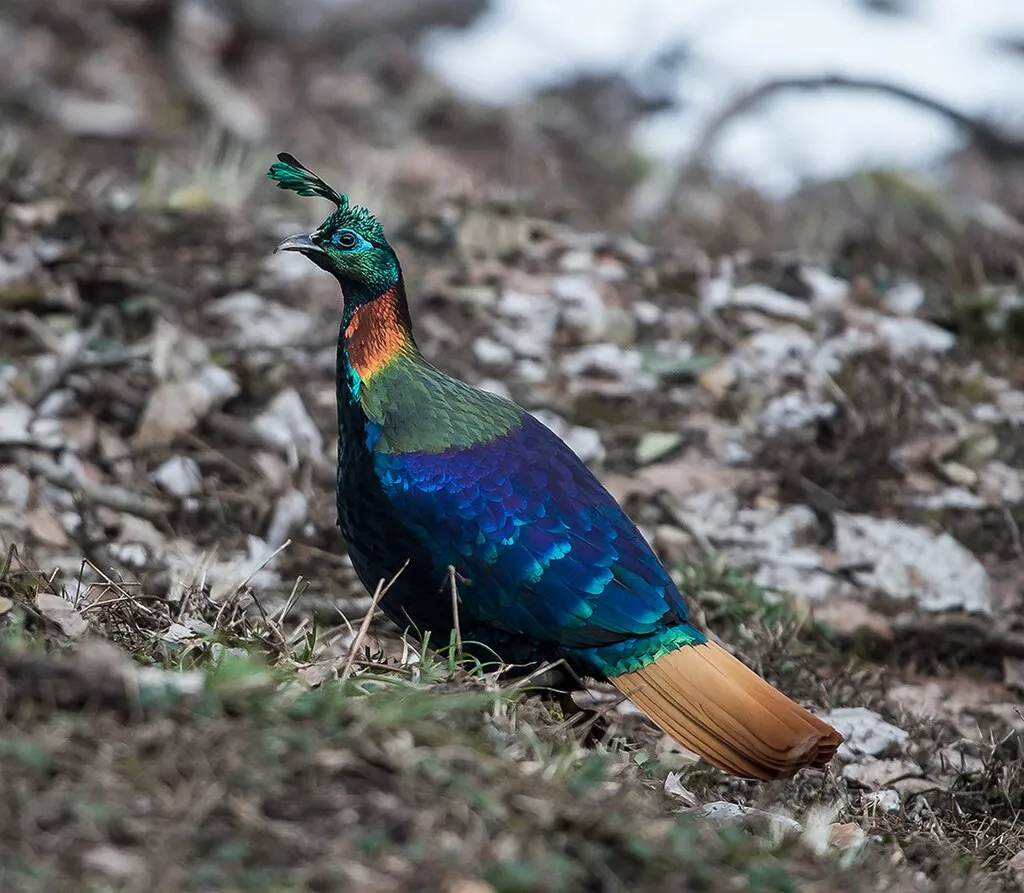 10 Fascinating Facts About the Himalayan Monal (Lophophorus impejanus)