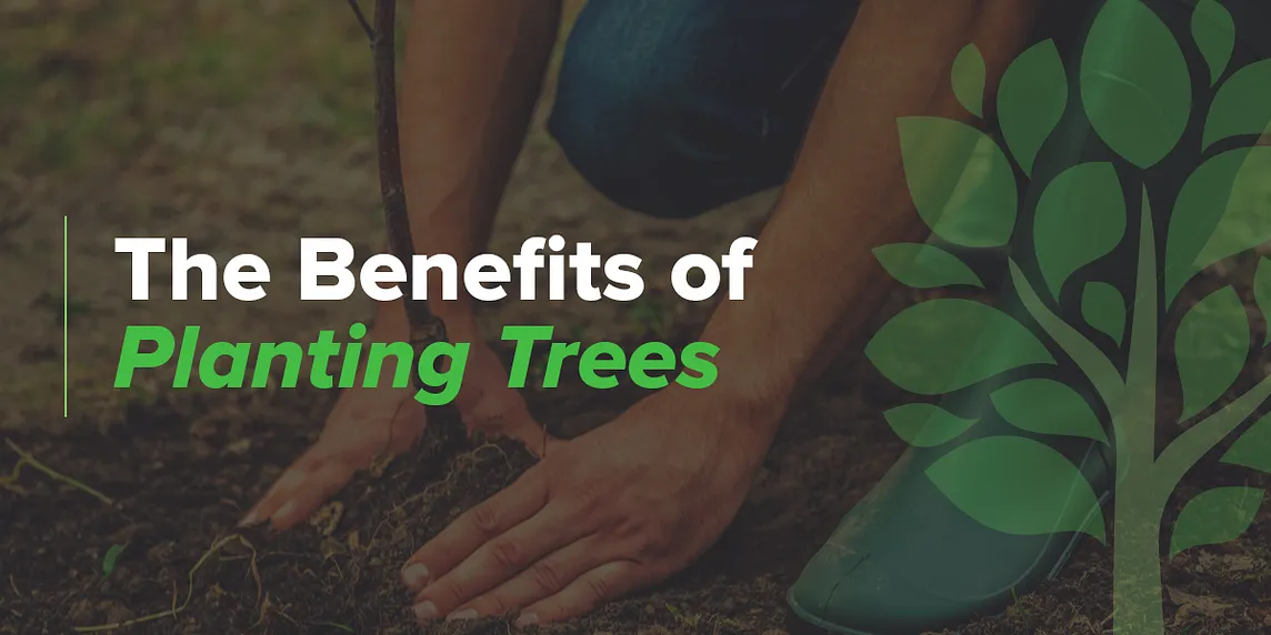 10 Amazing Benefits of Planting Trees in Your Backyard