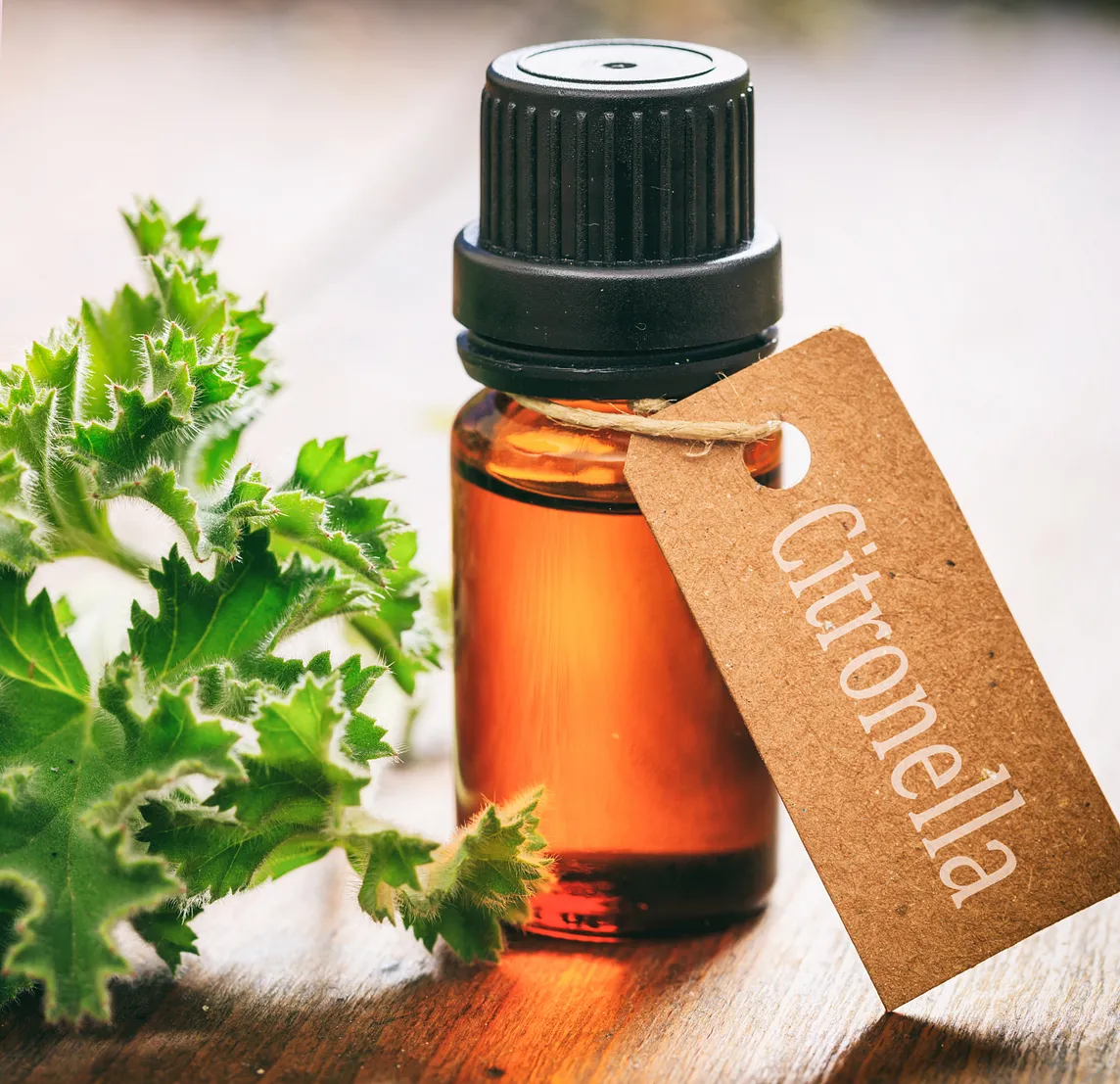 Harnessing the Power of Citronella Essential Oil: Benefits and Uses