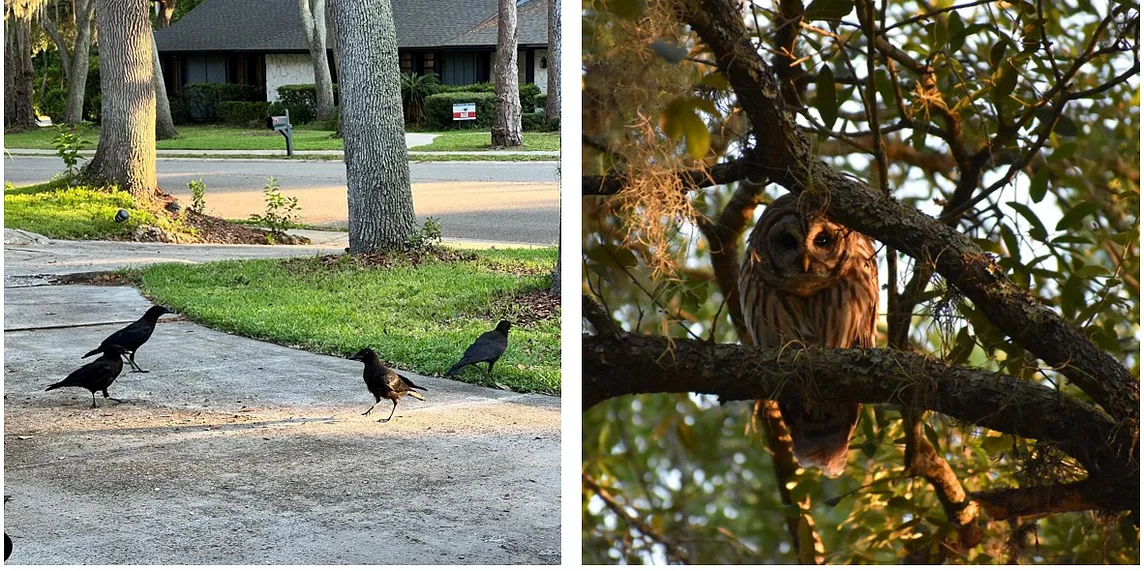 Feathered Fury: The Intriguing Neighborhood Showdown of Owls and Crows