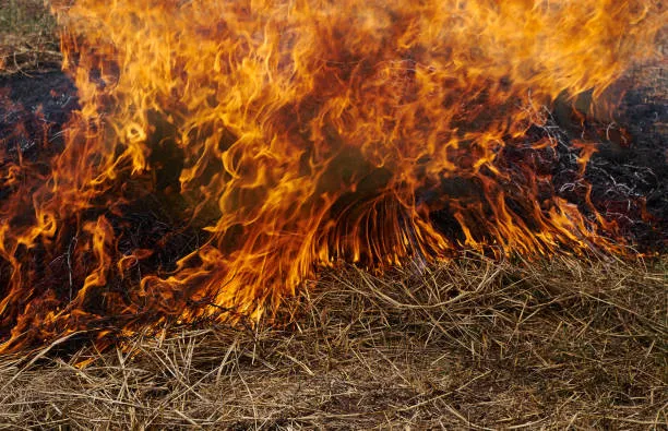 Delhi’s Air Pollution Crisis: The Growing Economic Toll of Stubble Burning