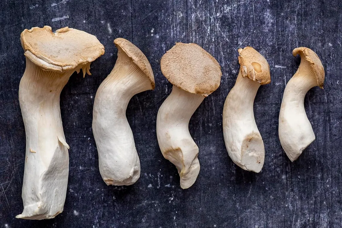 THE FUNGI REVOLUTION: MUSHROOMS ASCEND AS THE NEXT BIG THING IN MEAT ALTERNATIVES