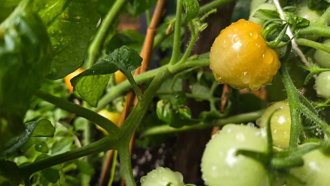 a cherry tomato plant, dripping with water after a summer storm, with several green tomatoes and one orange one