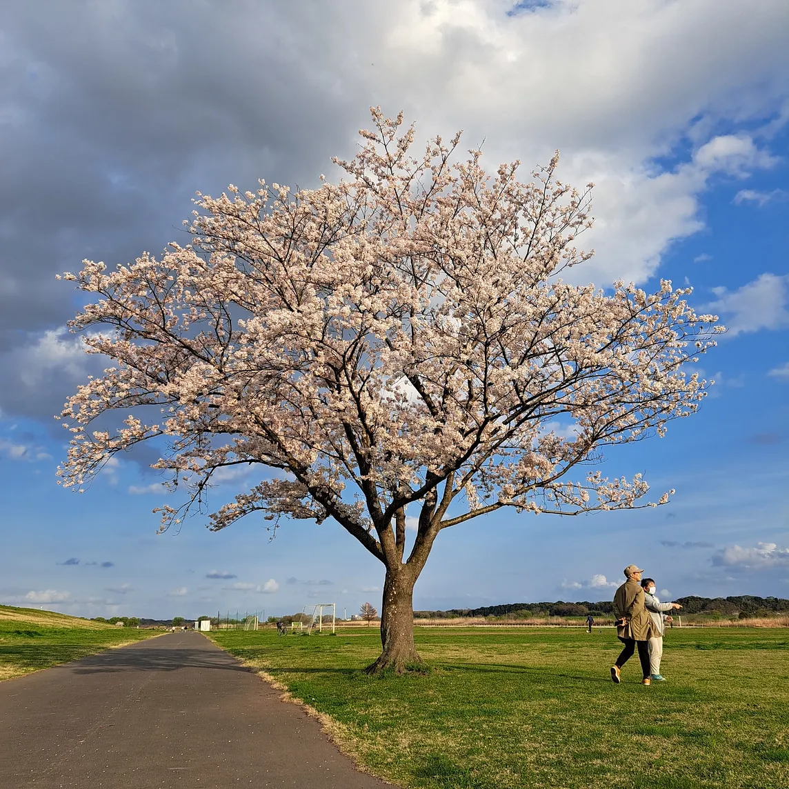 Toride in Japan: A Slow Pace of Life on the Banks of the Tone River