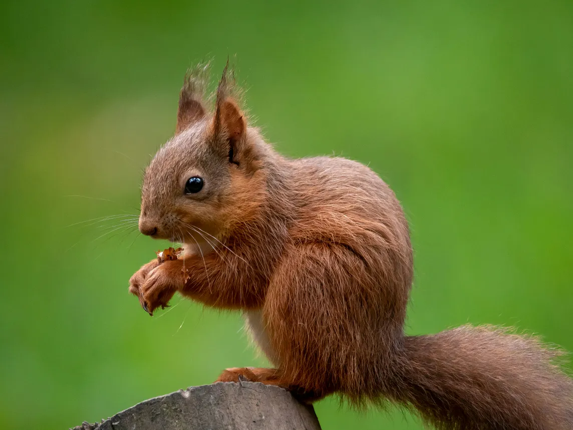 A lament for the decline of the red squirrel in the U.K.