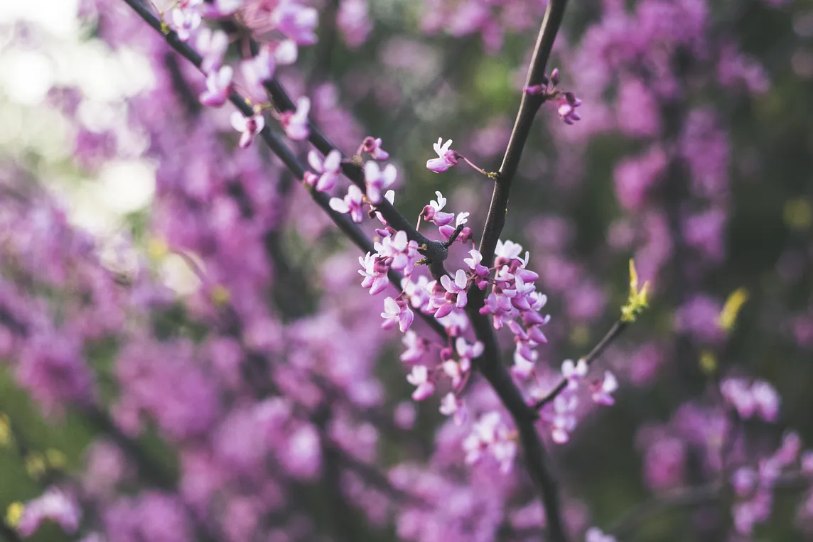 A photo of a tree branch in soft focus blooming with purple flowers.