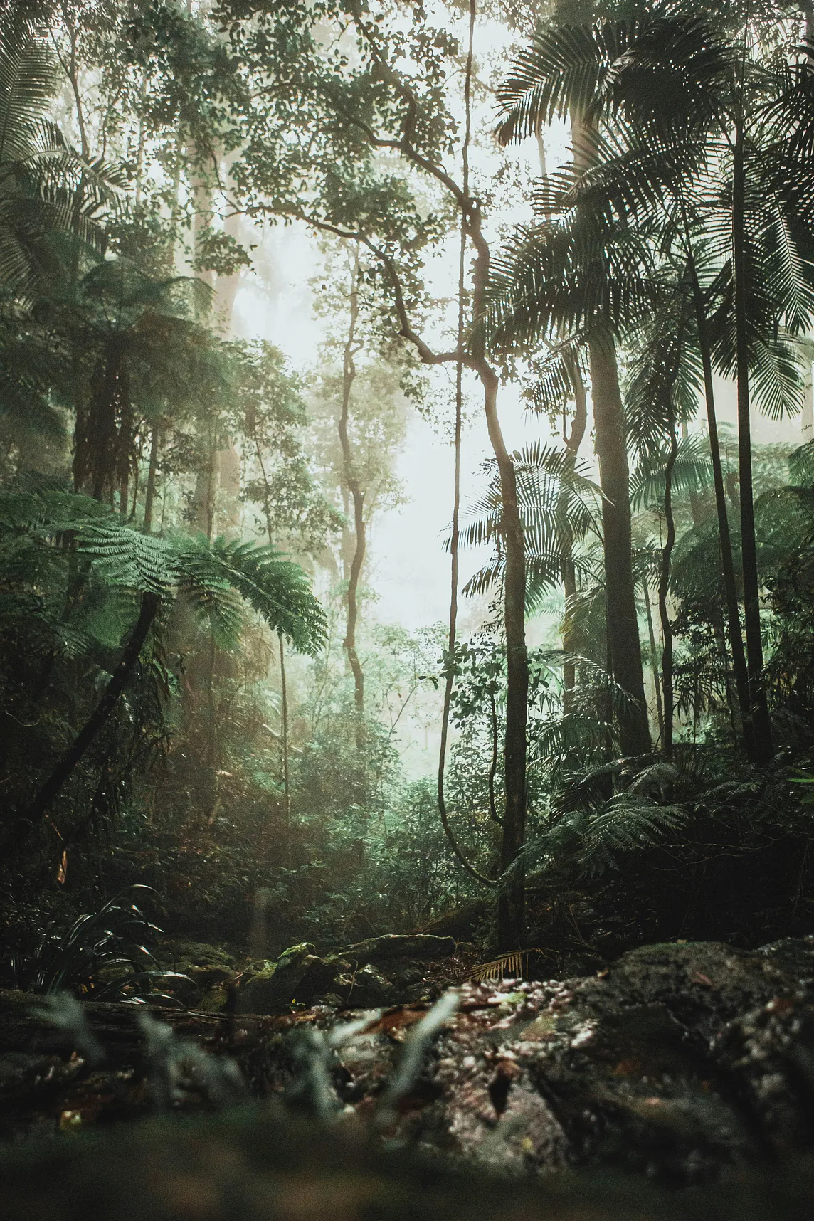 Amazon rainforest, trees crowded together