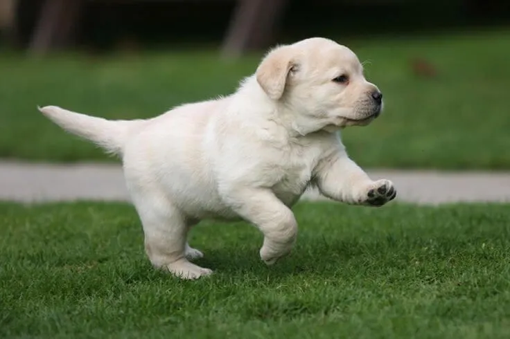 The Labrador Retriever