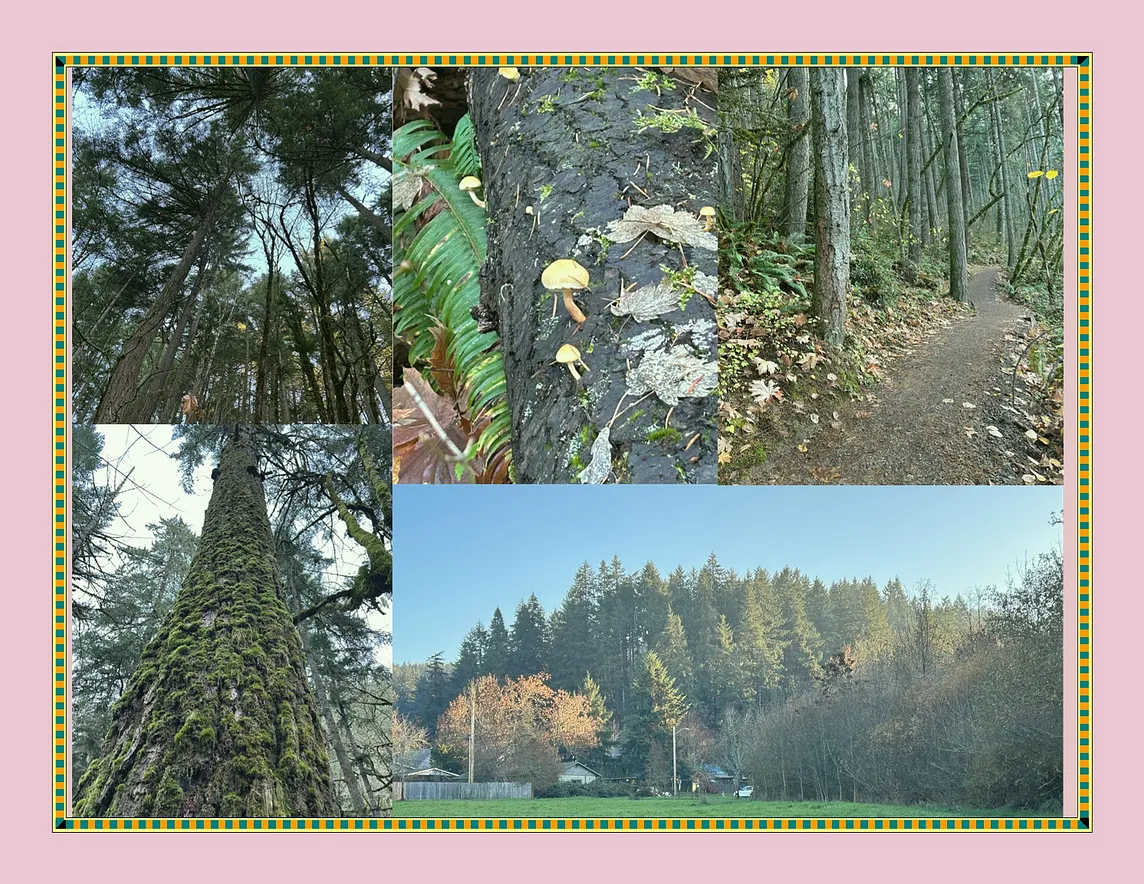 Douglas firs in the woods, mushrooms.