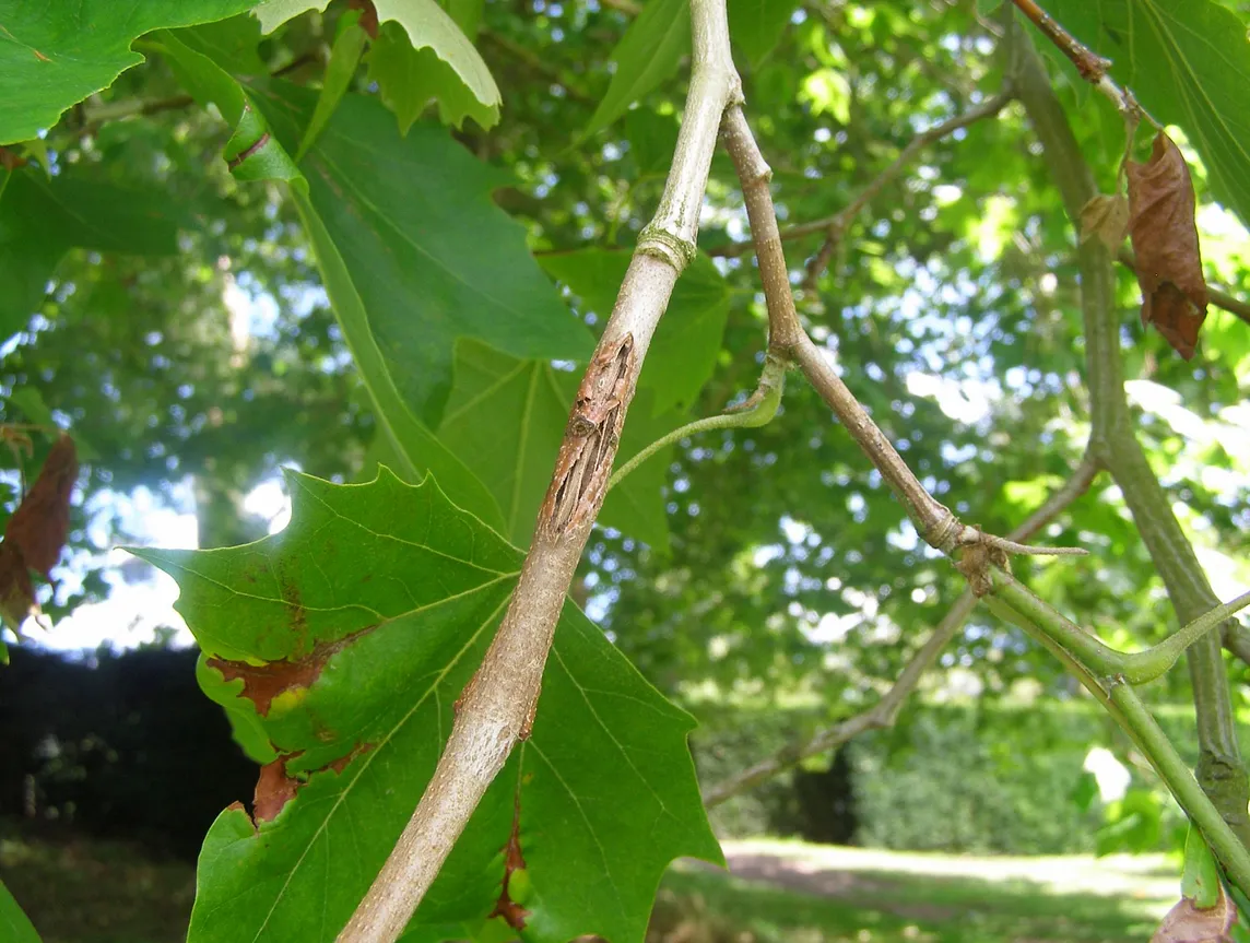 What’s going on with the plane trees this year?