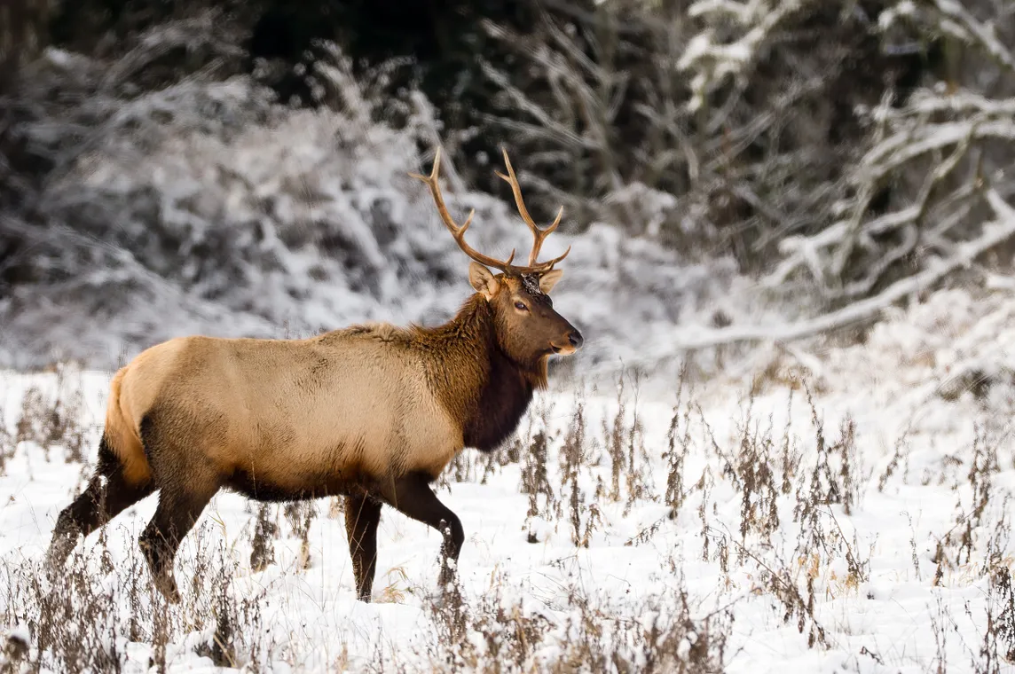 Stately Roosevelt elk framed by early winter snowfall along the Washington side of the lower Columbia River