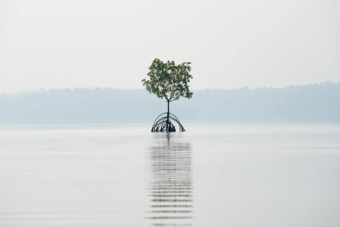 Kerala, the Big Black colony