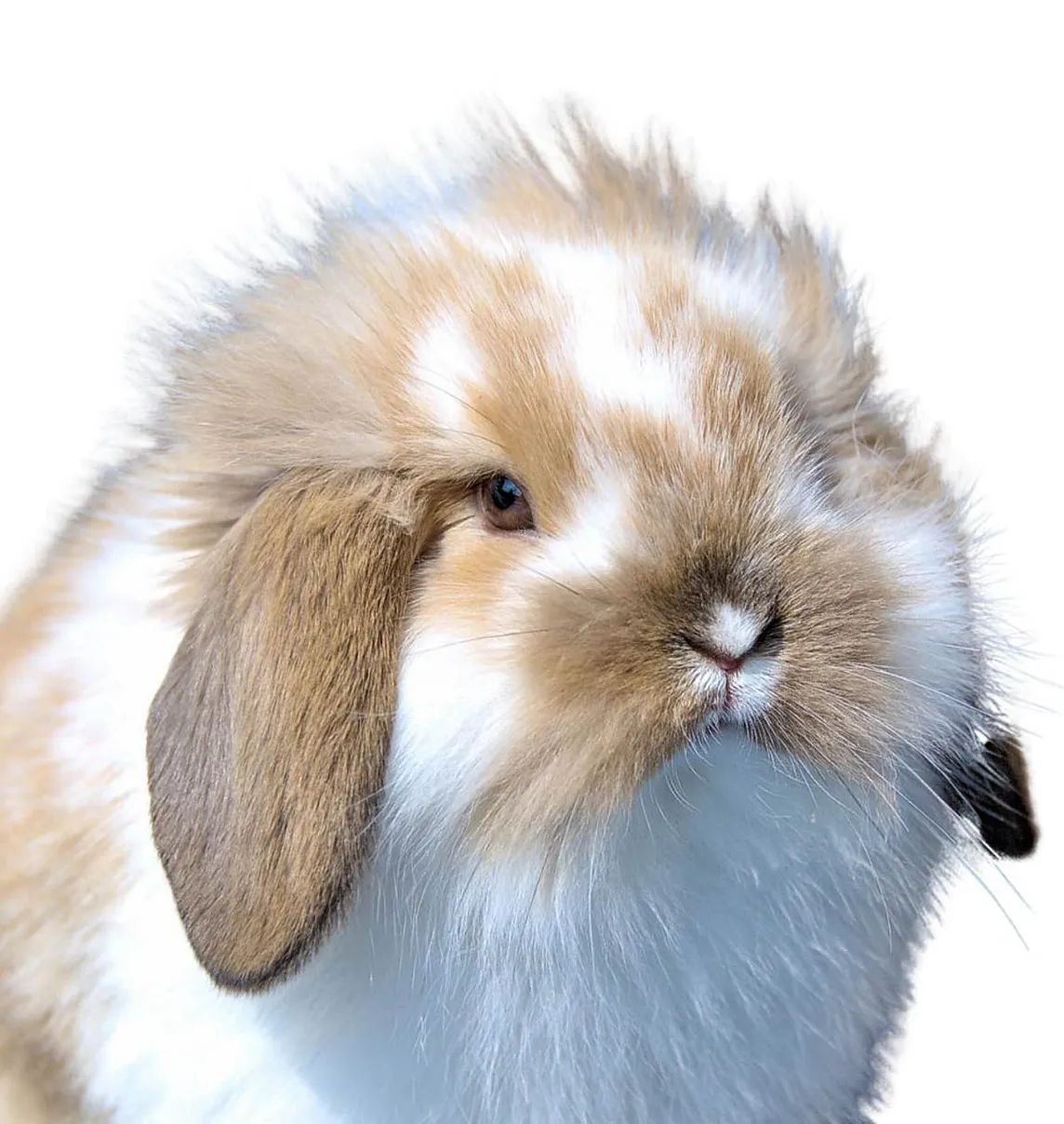 The Evolution of Lop Rabbits: How They Got Their Floppy Ears🐇