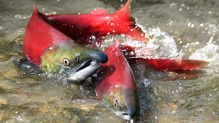 Spawning salmon