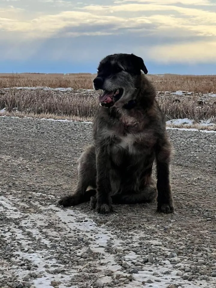 How we chose the name for our new dog. Image of Irish Wolfhound.