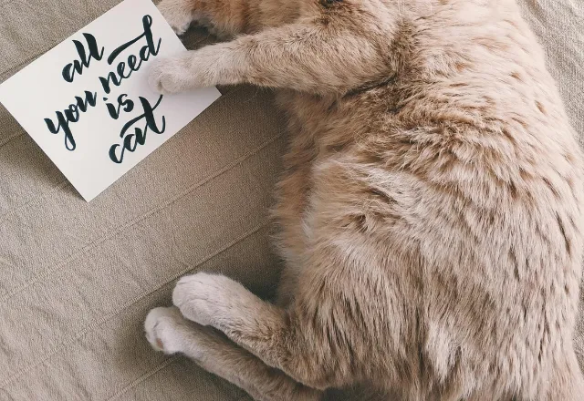 Cat Holding In Hand Paper That Reads “All You Need Is Cat.”