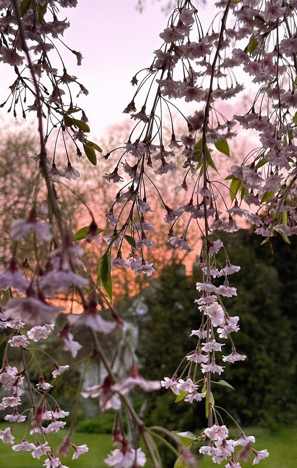 Spring, walking at sunset, nature’s mood booster amidst pink weeping cherry tree blossoms | © pockett dessert
