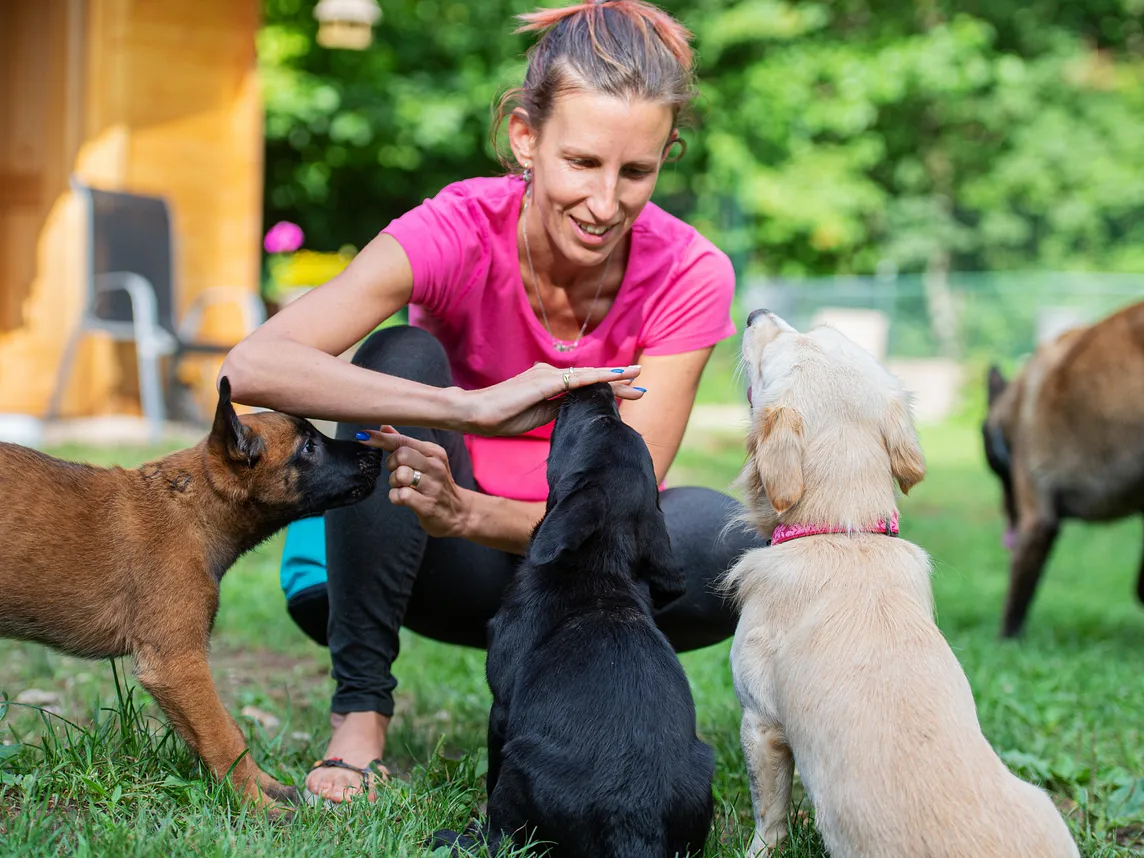 Mastering Pet Training: The Ultimate Guide to Training Dogs and Cats