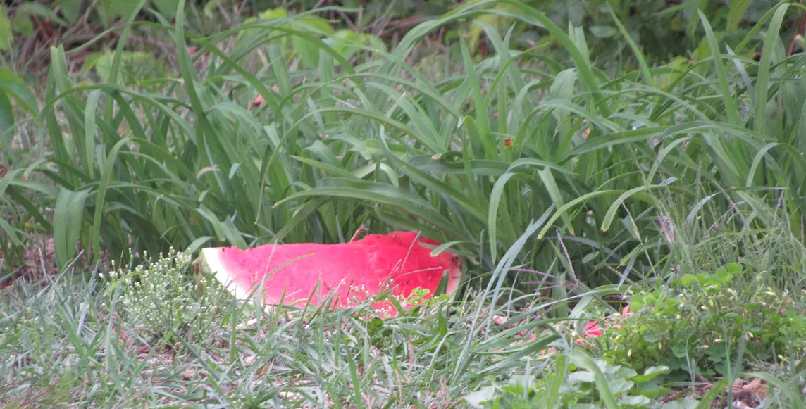 Delicious Watermelon!