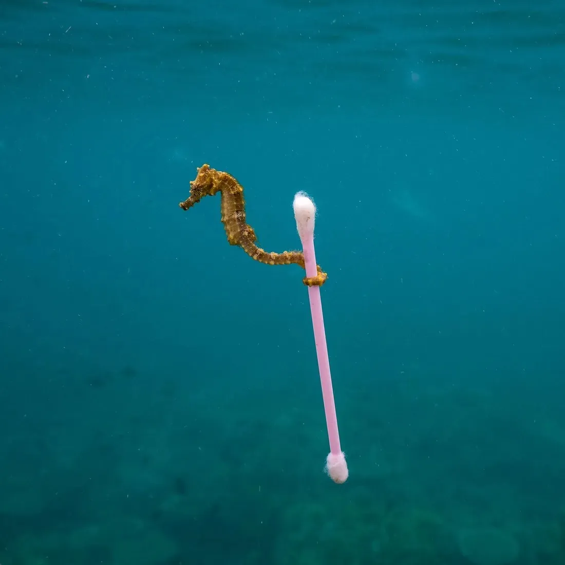 A tiny brown seahorse wrapped around a cotton bud floating in the blue ocean