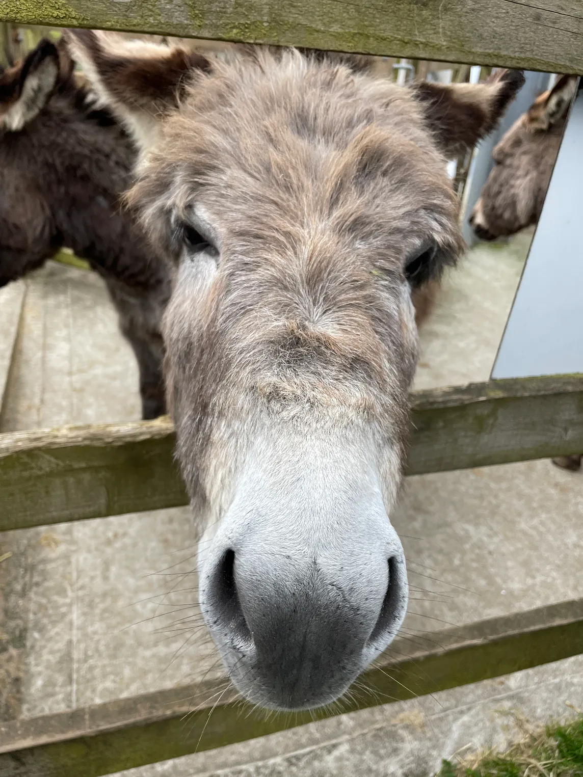 The Mindful Donkey