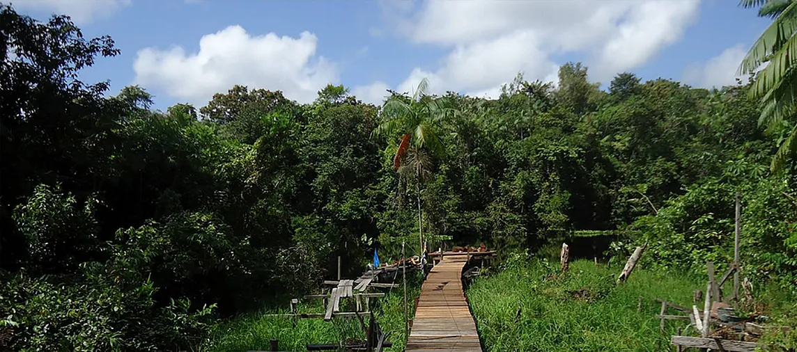 BRAZILIAN ROSEWOOD AMAZON CONSERVATION — Brazil