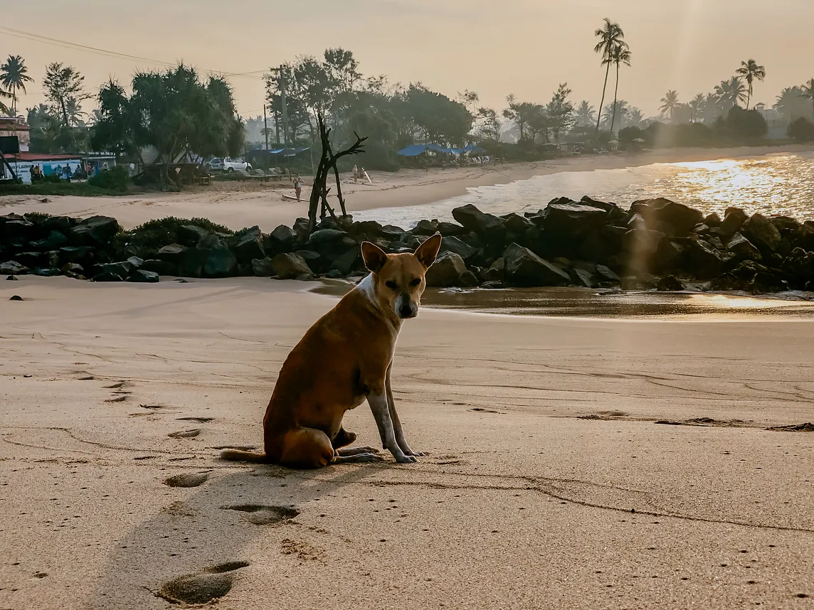 A stray dog sitting on a Sri Lankan beach in early morning light