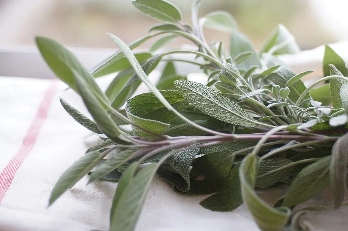 Sage: It’s Not Just for Thanksgiving Stuffing