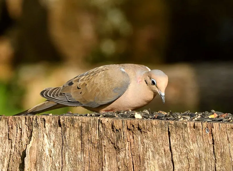 The Killer Dove