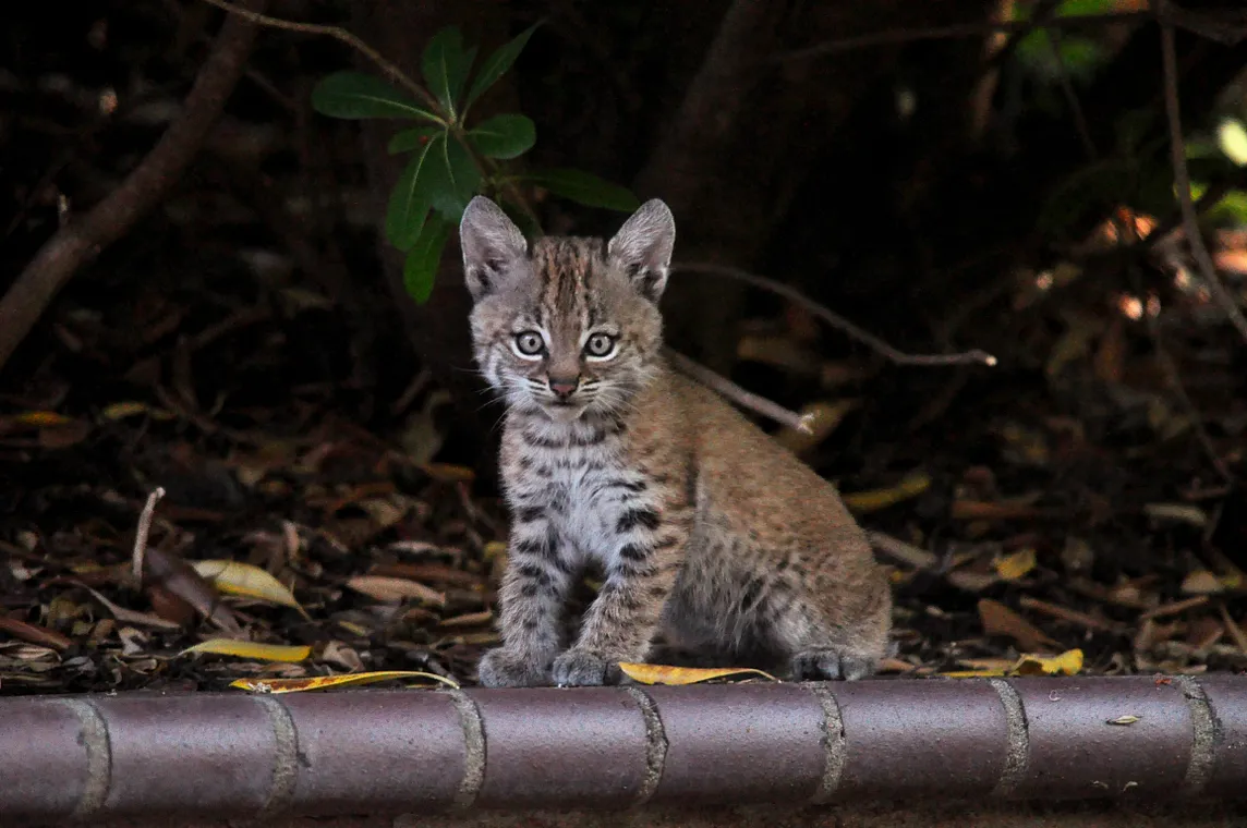 A bobcat kitten stares directly at the camera.