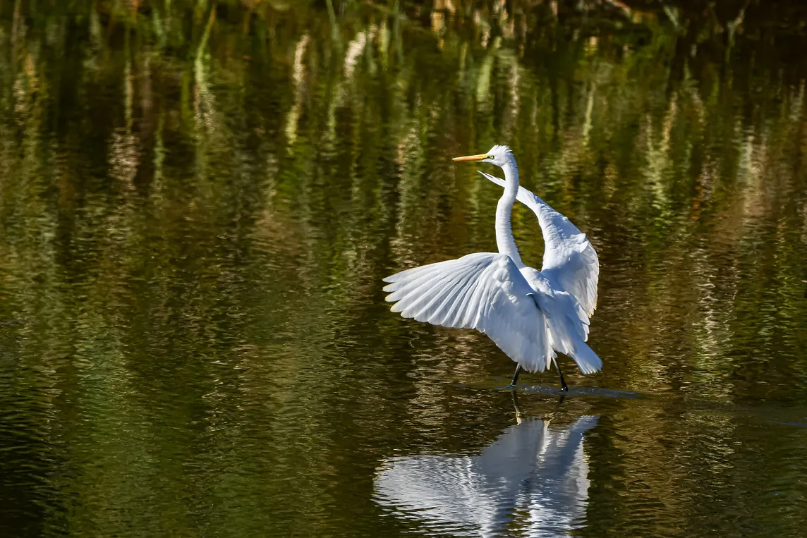 Message From the Egret