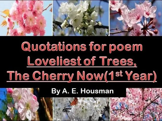 Loveliest of Trees,the Cherry Now .