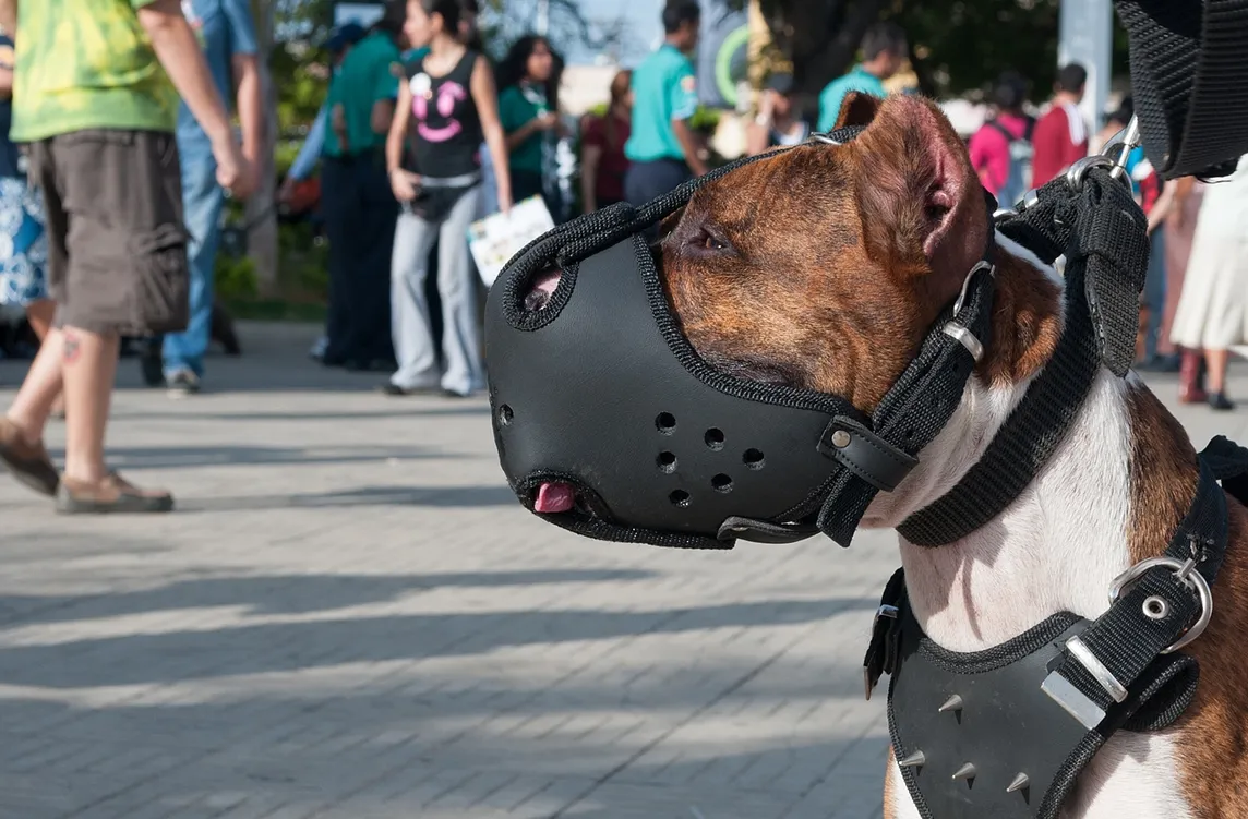 A dog wearing a muzzle