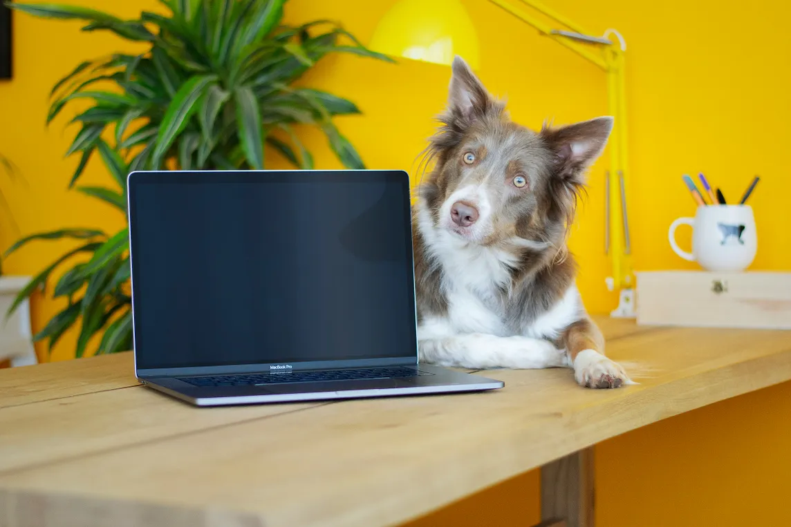 A desk with a laptop and a dog climbing on the desk and looking from behind the laptop on the background of a yellow wall.