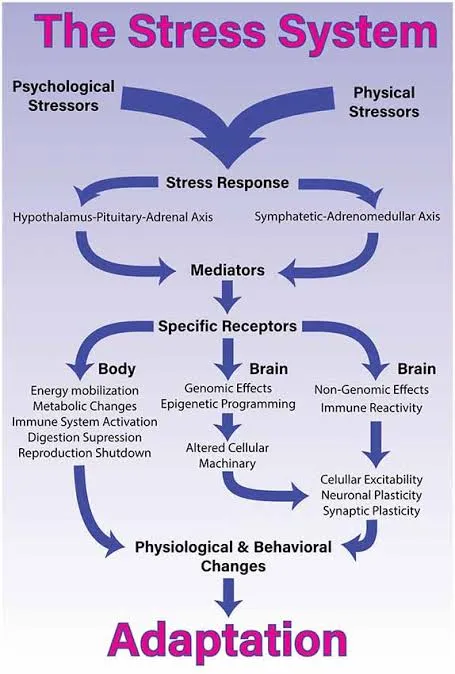 Neurobiology of Stress: Effects of Chronic Stress on Brain and Body Health