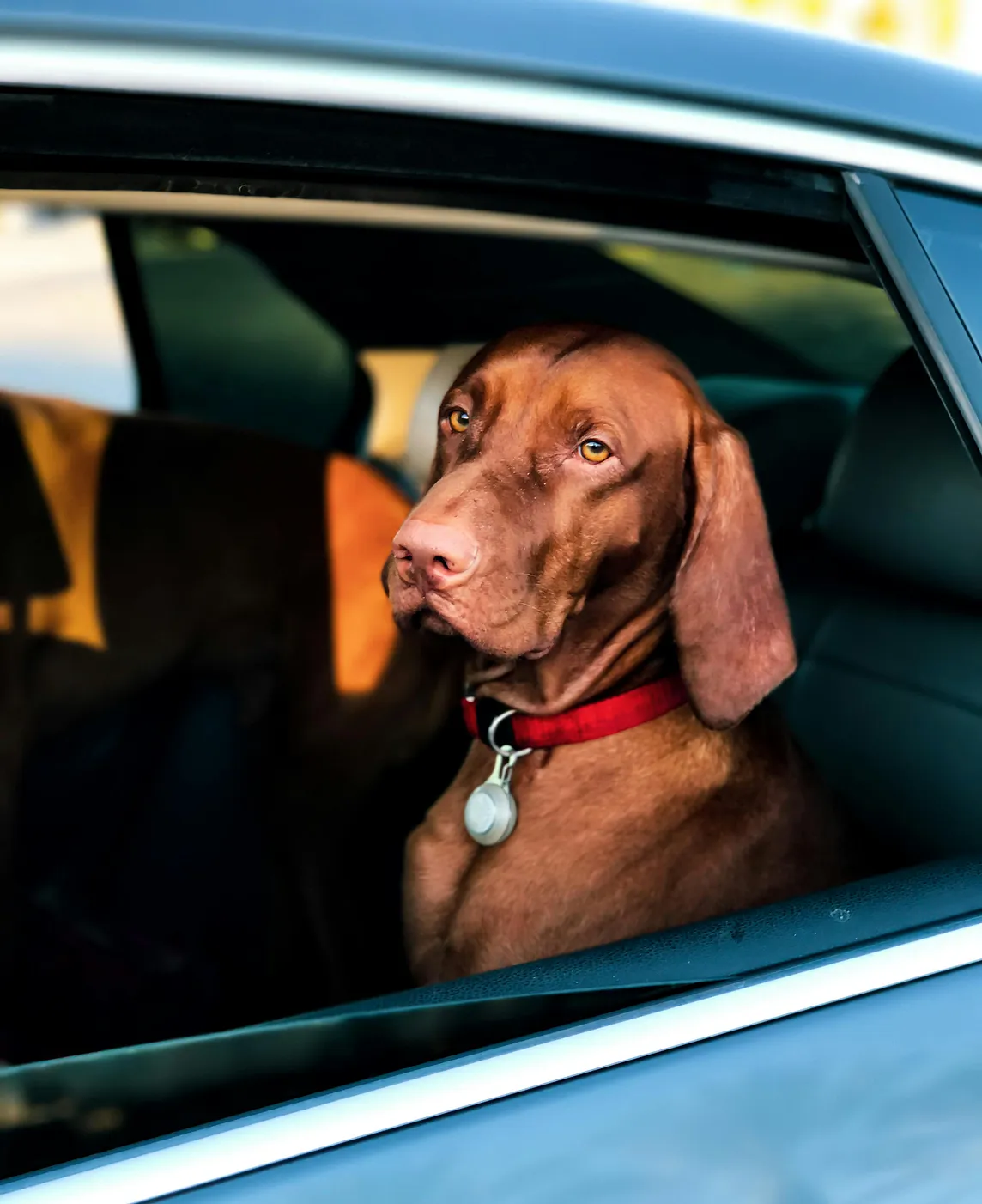 Medium sized dog riding in the car seat