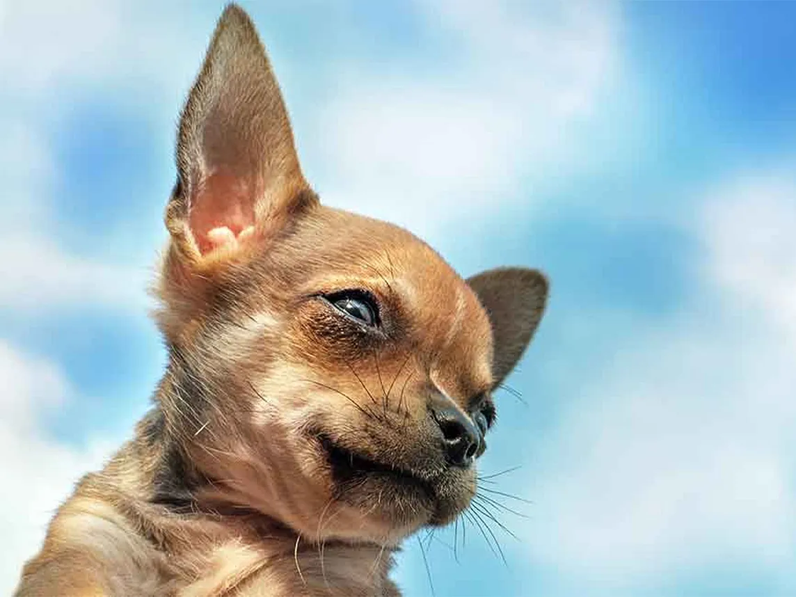 10 Things You Dindn’t Know About the Deer Head Chihuahua — Chihuacorner.com