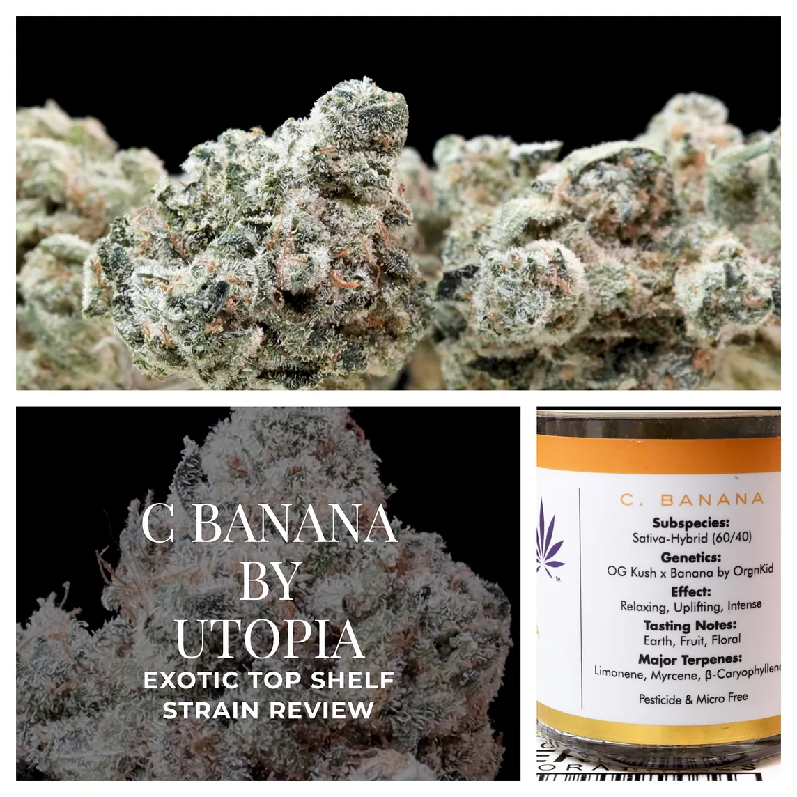 CHIQUITA BANANA BY UTOPIA CANNABIS EXOTIC MARIJUANA STRAIN REVIEW