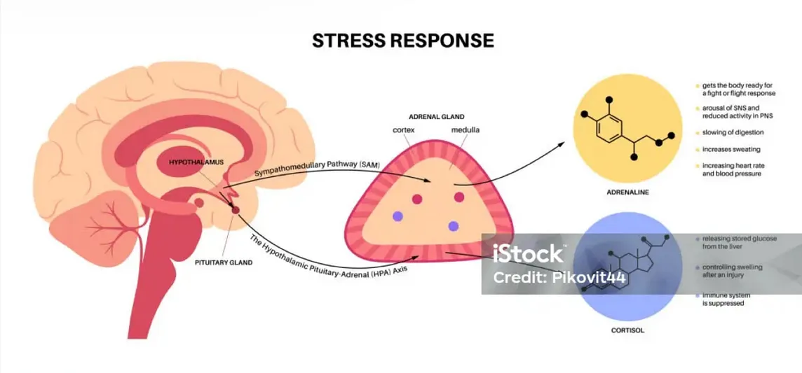 Hormones and the Stress Response