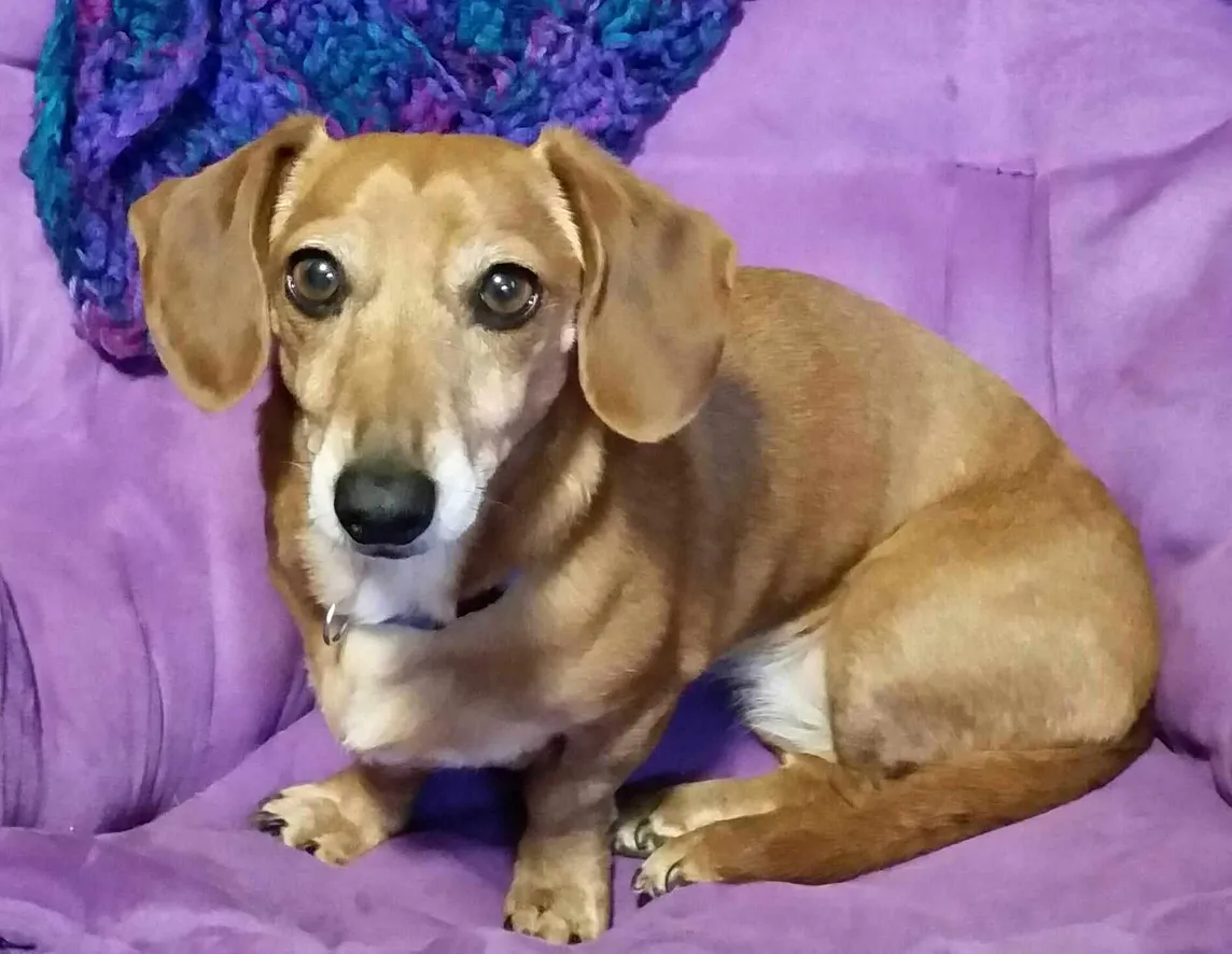 A red miniature dachshund with a purple and blue background